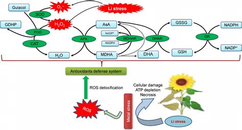 Role Of Different Antioxidant In Scavenging Reactive Oxygen Species