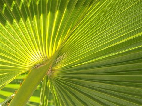 Free Images Tree Nature Branch Abstract Lawn Leaf Flower Green