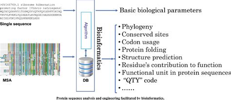 Bioinformatics Aided Protein Sequence Analysis And Engineering