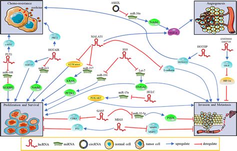 Frontiers Non Coding Rnas In Pancreatic Ductal Adenocarcinoma