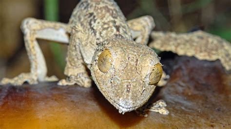 This Gecko’s Camouflage Is So Good, It Masqueraded as Another Species ...