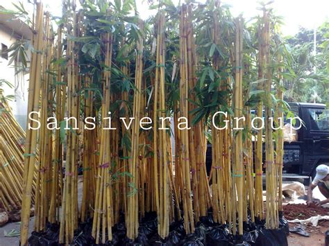 Jual Pohon Bambu Panda Kuning Harga Murah Tukang Taman Murah Online