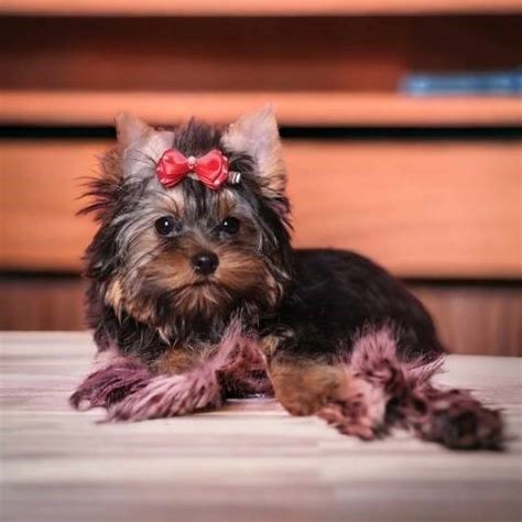 Yorkshire terrier fenka s PP rodokmenem Odry Nový Jičín Prodám