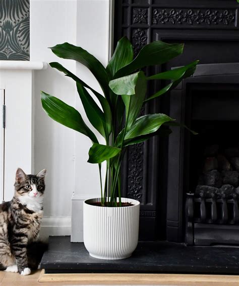 Aspidistra Care And Growing Guide Simple Tips For These Sculptural Plants