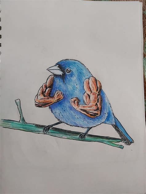 I drew a buff bird : r/ZHCSubmissions