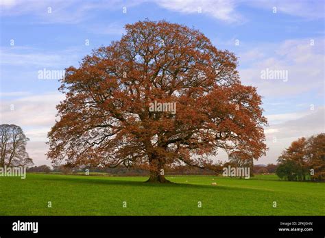 Common English Oak Quercus Robur Mature Tree In Pasture With Sheep