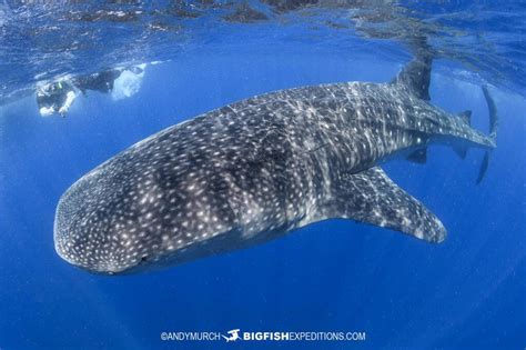 Snorkeling With Whale Sharks