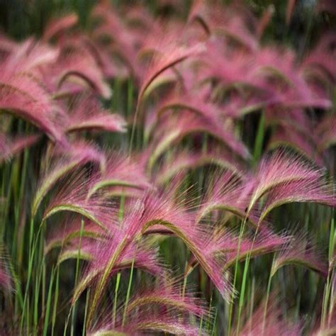 Foxtail Barley Ornamental Grass Seeds hordeum Jubatum | Etsy