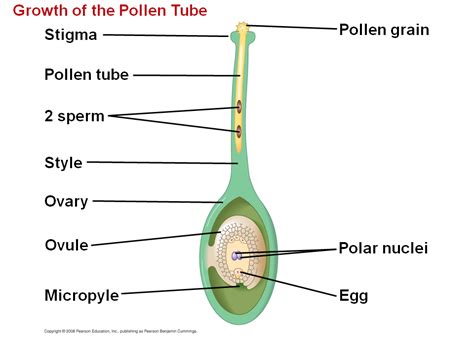 Plants Reproduce Sexually Asexually Or Both