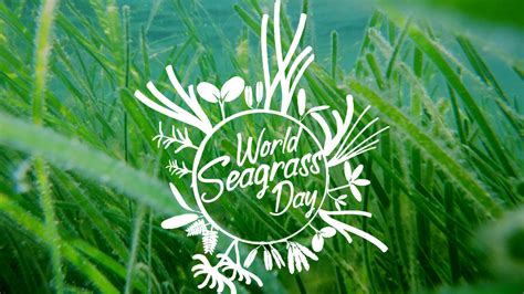 World Seagrass Day And Seagrass Awareness Month At Project Seagrass Project Seagrass