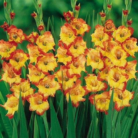Гладіолус Pr Margaret Rose цибулина Matla Flowers – фото, отзывы ...