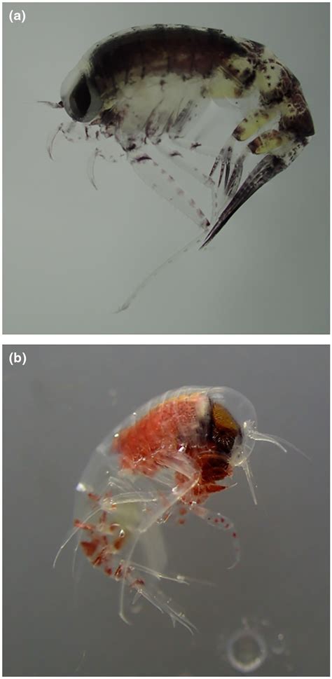 (a) Themisto libellula and (b) Themisto abyssorum. Size of the adult ...