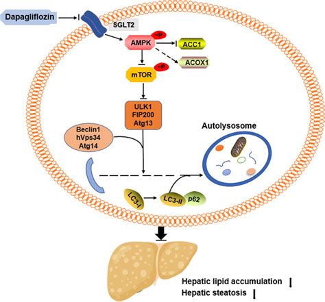 Frontiers Dapagliflozin Alleviates Hepatic Steatosis By Restoring