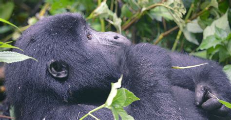 3 Days Gorilla Tracking Rushaga Gorilla Trekking Bwindi