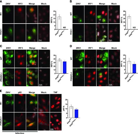 ZIKV Induces IRF1 IRF3 And P65 Nuclei Accumulation Independent Of