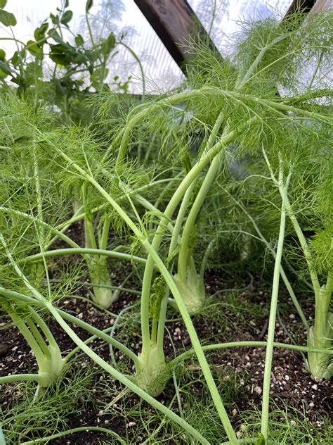 5 Yarrow Companion Plants to Avoid - A Garden Diary