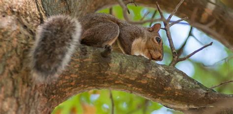 Best Squirrel Hunting Tips - Trail Camera Expert