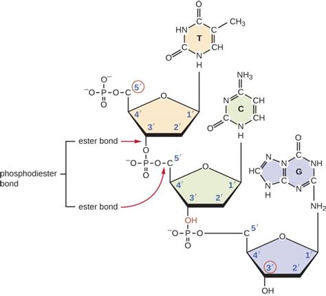 11.2 Structure and Function of DNA – Microbiology: Canadian Edition