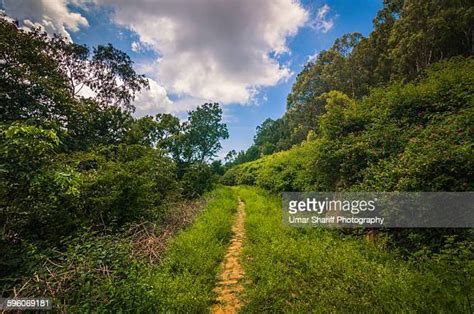 Tropical Rainforests Of India Photos and Premium High Res Pictures ...