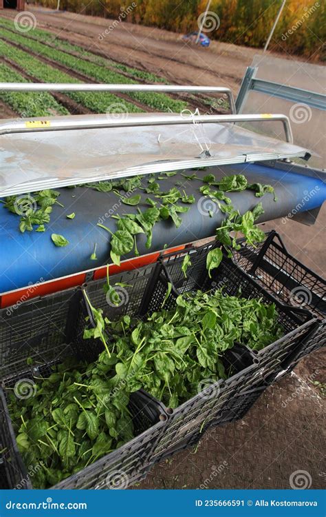 Agricultural Machinery For Harvesting Spinach Spinach Beds Green