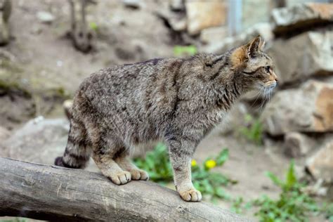 Gatito Del Gato Montés Europeo silvestris De Los Silvestris Del Felis