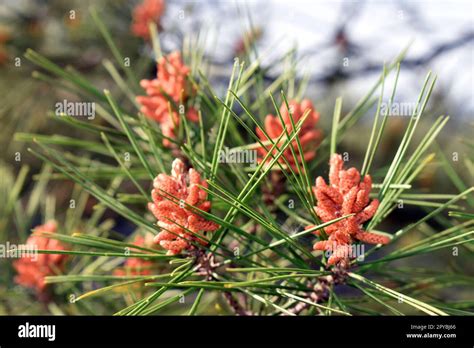 Flowers Of Aleppo Pine Pinus Halepensis A Conifer Native To The