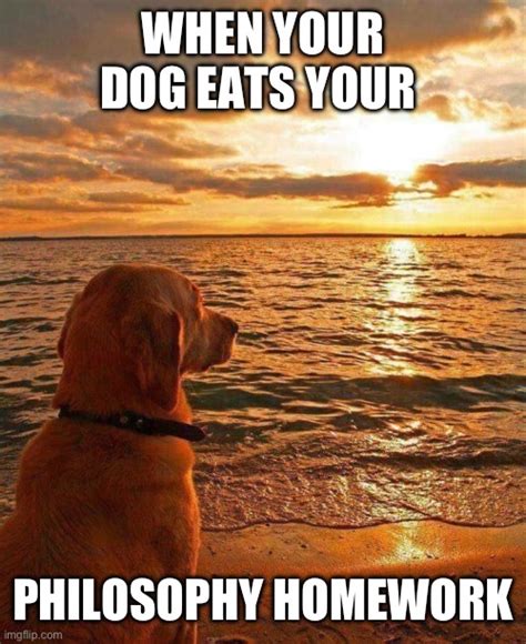 Philosophical Dog Memes Imgflip