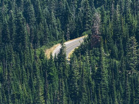 Highway Through The Forest Of Mt Rainier National Park By Stocksy