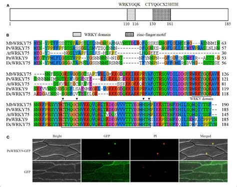 Sequence And Subcellular Localization Analyses Of Pnwrky A The