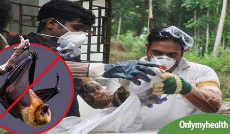 Fruit bats may not be the cause of Nipah Virus: Research | OnlyMyHealth