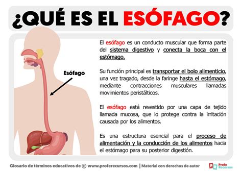 Qué es el Esófago Definición de Esófago