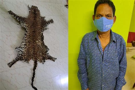 Odisha Stf Seizes Leopard Skin In Kandhamal One Detained