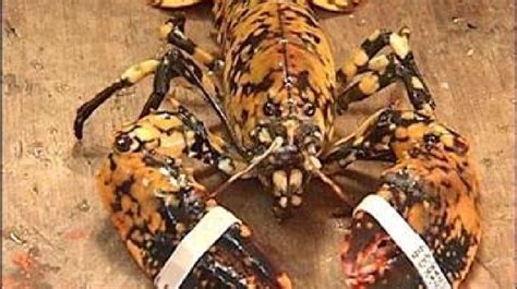 Rare calico lobster caught in Newport | WJAR