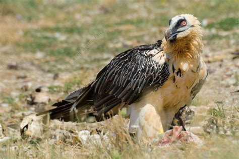 Bearded Vulture Stock Image C0359725 Science Photo Library