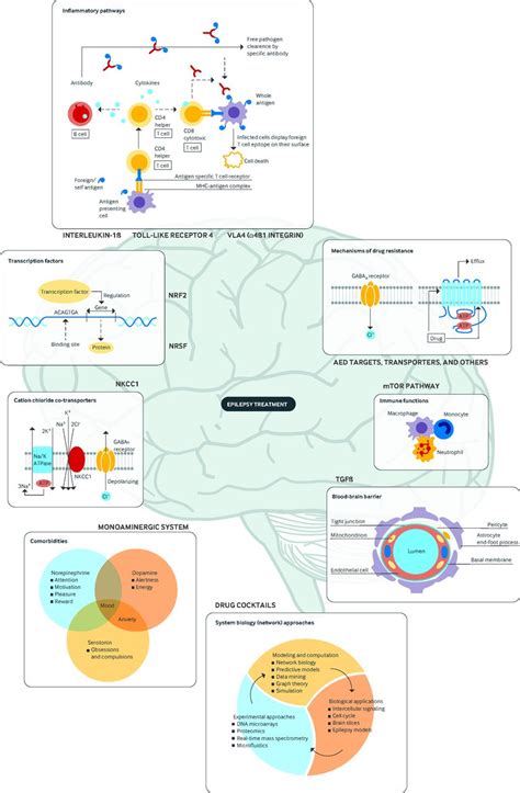 Drug Treatment Of Epilepsy In Adults The Bmj