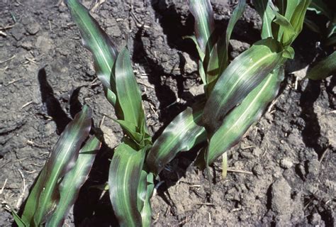 Read The Signs Of Nutrient Deficiency Croplife