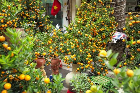 Vietexplorer.com - Kumquat tree - plant for Tet and its interesting facts