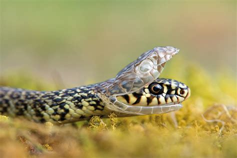 Couleuvre Verte Et Jaune Hierophis Viridiflavus Flickr