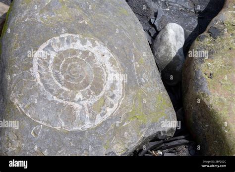 Jurassic Coast Fossils High Resolution Stock Photography And Images Alamy