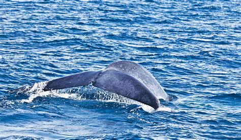 500 Blue Whale Diver Stock Photos Pictures And Royalty Free Images Istock