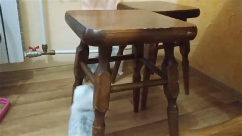 МЯУКАНЬЕ КОТЯТ КОТЕНОК РАЗГОВАРИЕТ С ХОЗЯЙКОЙ - ИРЛАНДСКИЙ КОТИТ ...