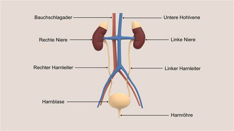 Harnleiter Lage Funktion Symptome Schwabe Austria