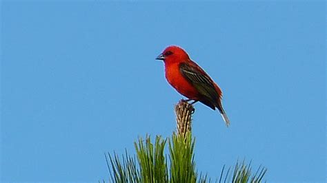 Red Fody | MarkEisingBirding