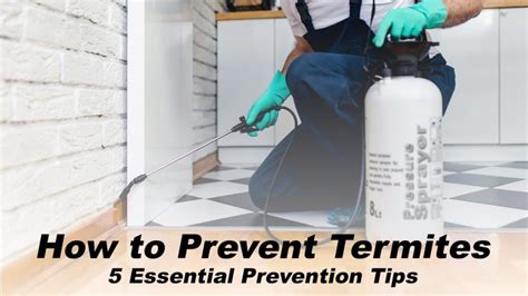 How To Prevent Termites Essential Prevention Tips The Pinnacle List