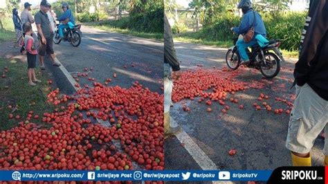 AKSI Petani Di Pagaralam Buang Hasil Panen Tomat Di Jalan Harga Tomat