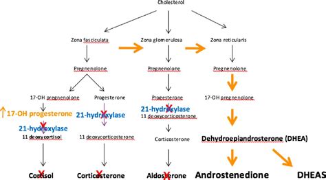 Guideline Review Congenital Adrenal Hyperplasia Clinical Practice