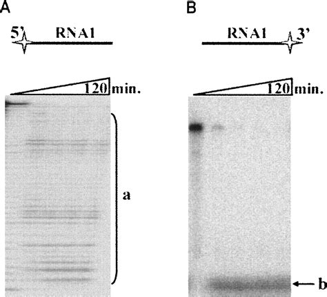 Duality Of Polynucleotide Substrates For Phi29 Dna Polymerase 3′→5