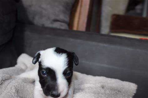 Accueil Elevage De L Antre Des Jacks Eleveur De Chiens Jack Russell