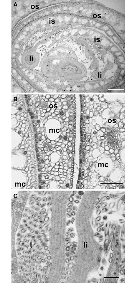 The Cross Sections Of Tilia Buds Sampled In August A Crosssection Of