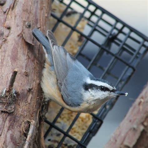 Making Homemade Suet Cakes for Birds | ThriftyFun